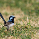 An alert male fairy-wren